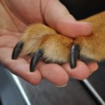 unghie del cane