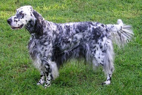 cane Setter Inglese