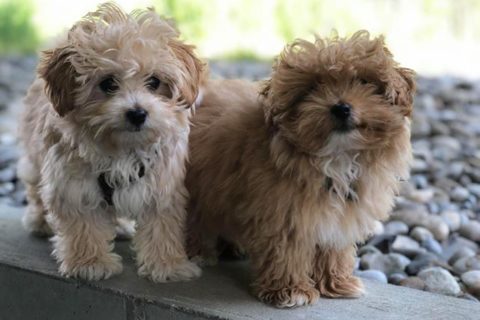 maltipoo