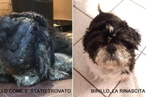 La rinascita di Birillo