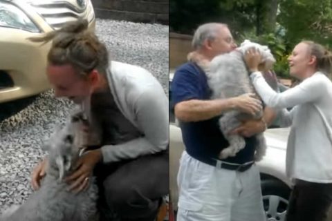 per la gioia il cane sviene