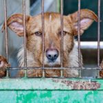Italia, Cani abbandonati a causa del coronavirus