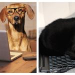 Lavorare da casa ai tempi del Coronavirus, un nuovo esercito di collaboratori tra cani e gatti