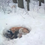 Partorisce sei cuccioli tra la neve
