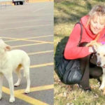 Storie di cani abbandonati: Samantha