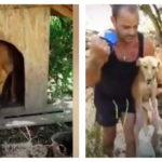 Storie di cani abbandonati, Takis salva cane legato ad una catena