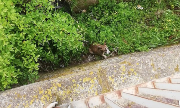 Il cucciolo precipitato nel canalone (Foto: Facebook - Comune Isola Capo Rizzuto)