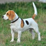 beagle