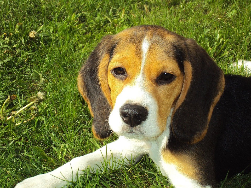 Beagle, razza del cane, carattere e allevamento