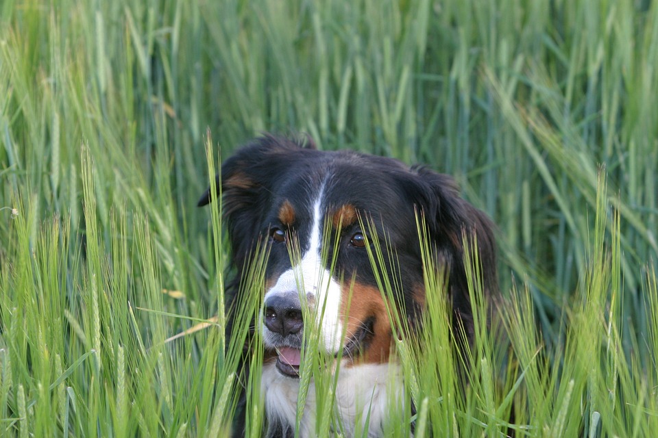 Image default