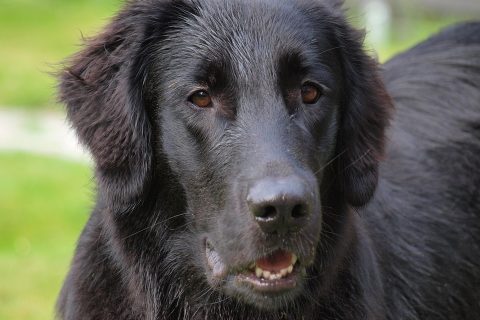 Flat Coated Retriever