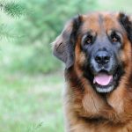 cane Leonberger