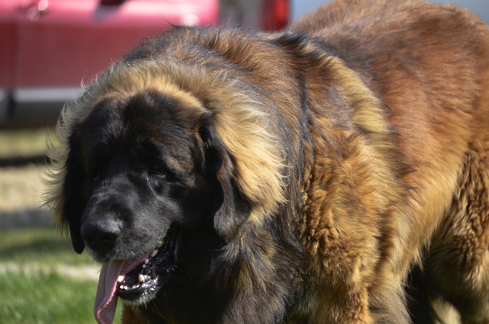 cane Leonberger