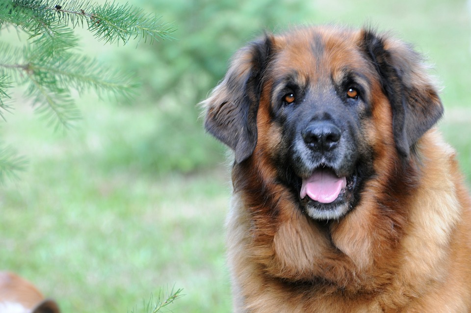 cane Leonberger