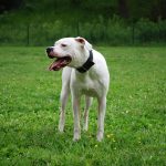 Dogo Argentino