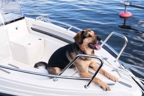 Il tuo cane viaggia con te su barca