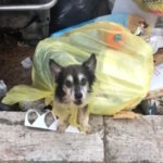 Cane buttato nella spazzatura a Roma