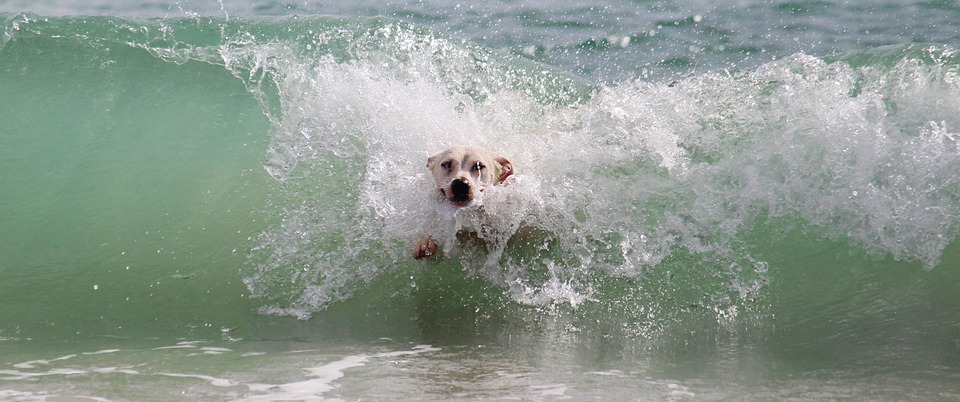 cane sta annegando