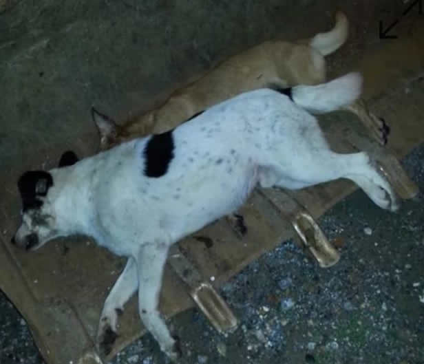 E' strage di cani in Calabria
