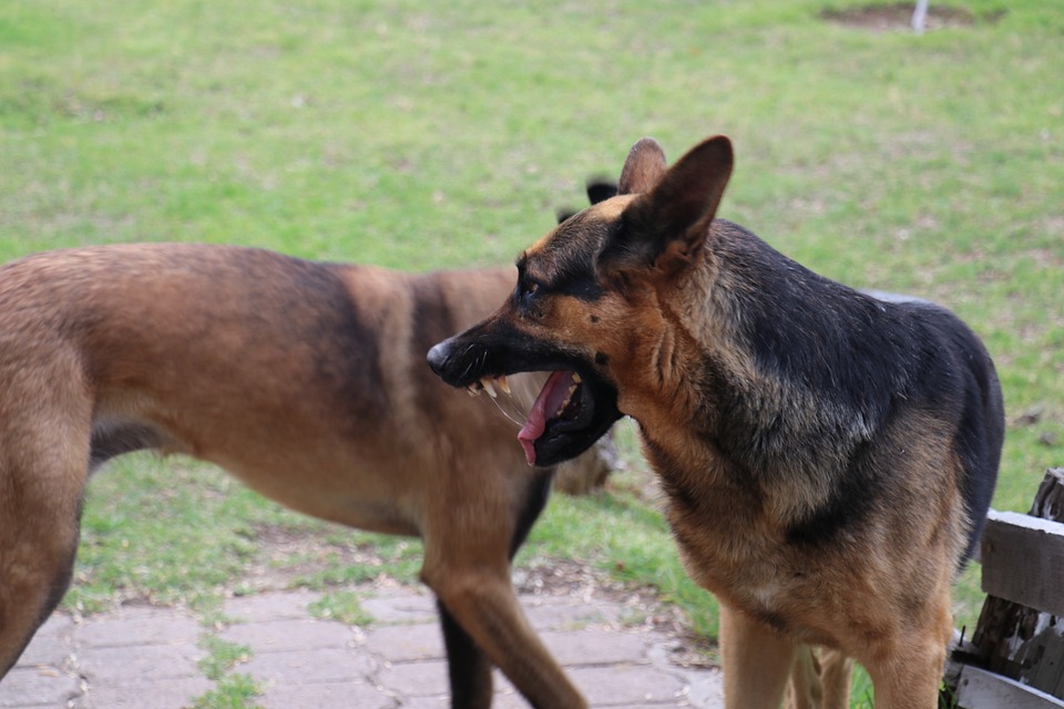 Cane cosa non fare