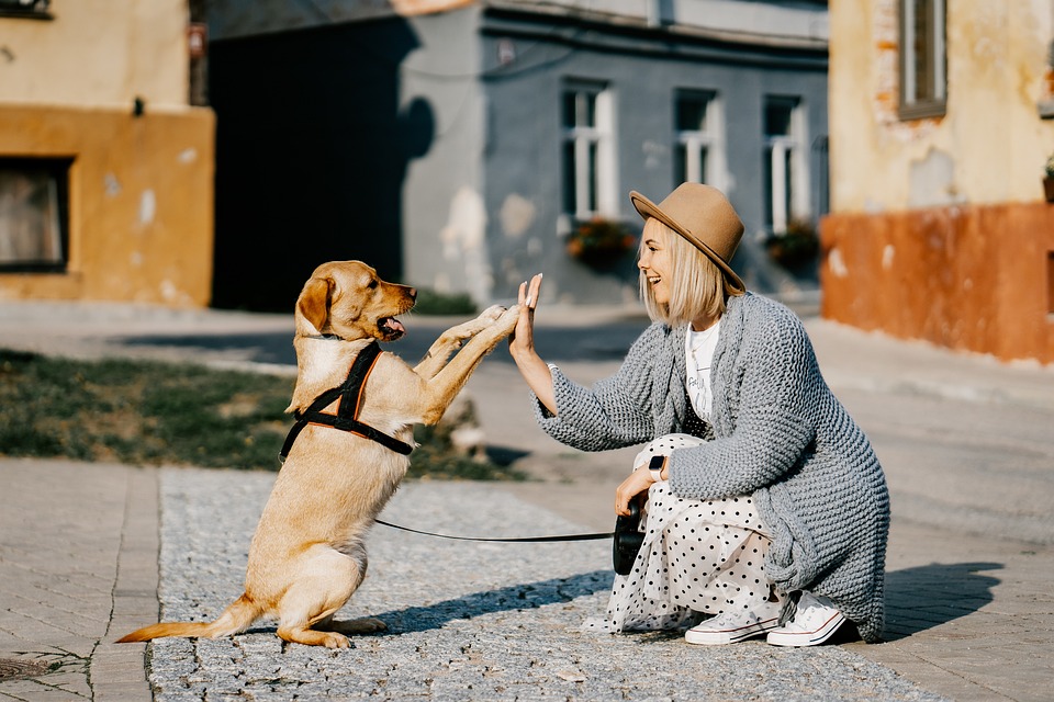 giornata internazionale del cane