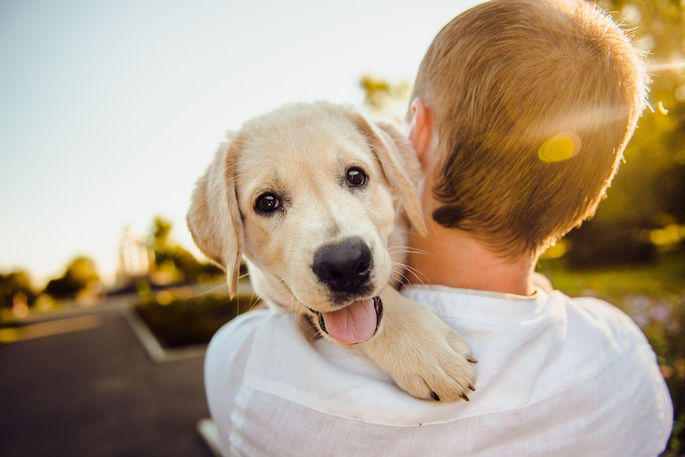 Pet Therapy cani bullismo