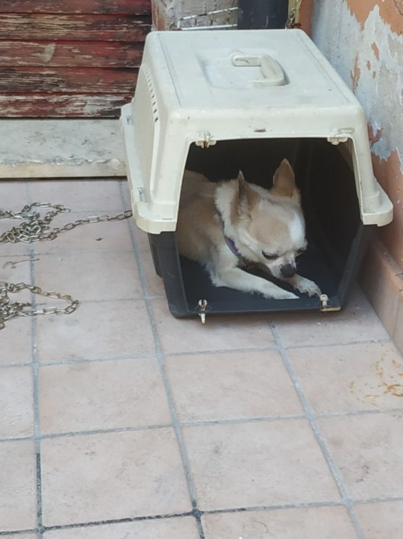 Takor nel trasportino con la catena accanto (Foto Oipa)