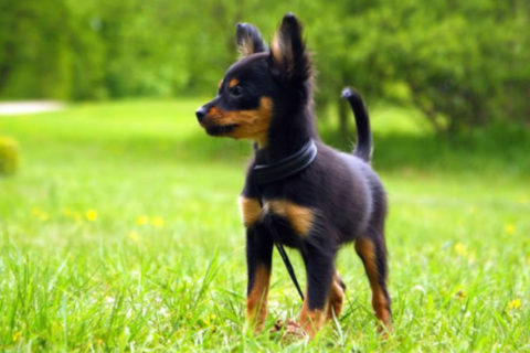 Toy Russo o in lingua originale russian toy, è un cane da compagnia molto apprezzato