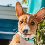 basenji cane