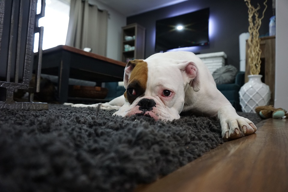 cane mangia tutto in casa