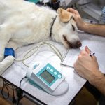 chemioterapia nel cane