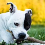 American Staffordshire Terrier