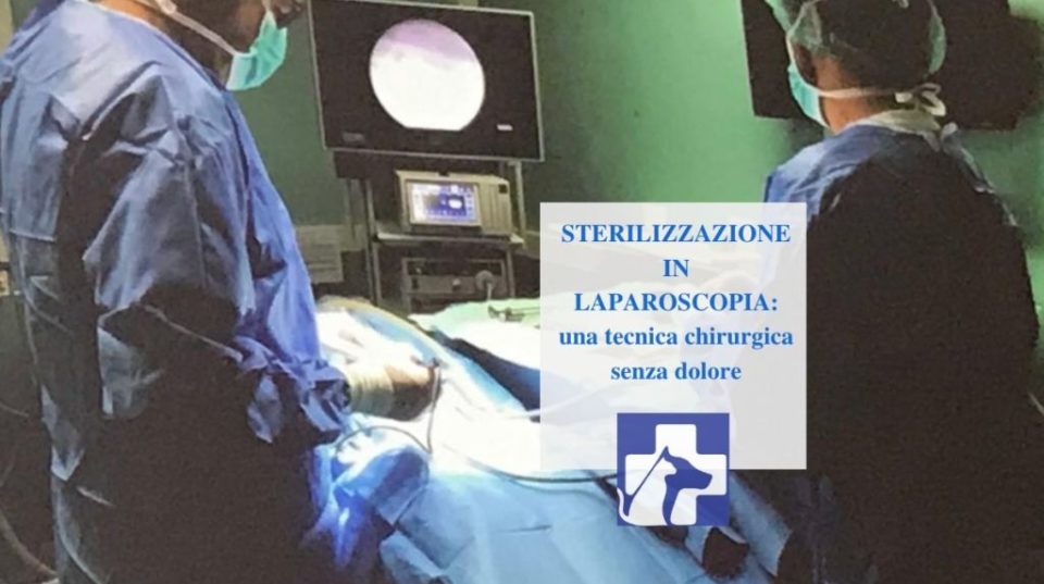 Sterilizzazione cane femmina in laparoscopia