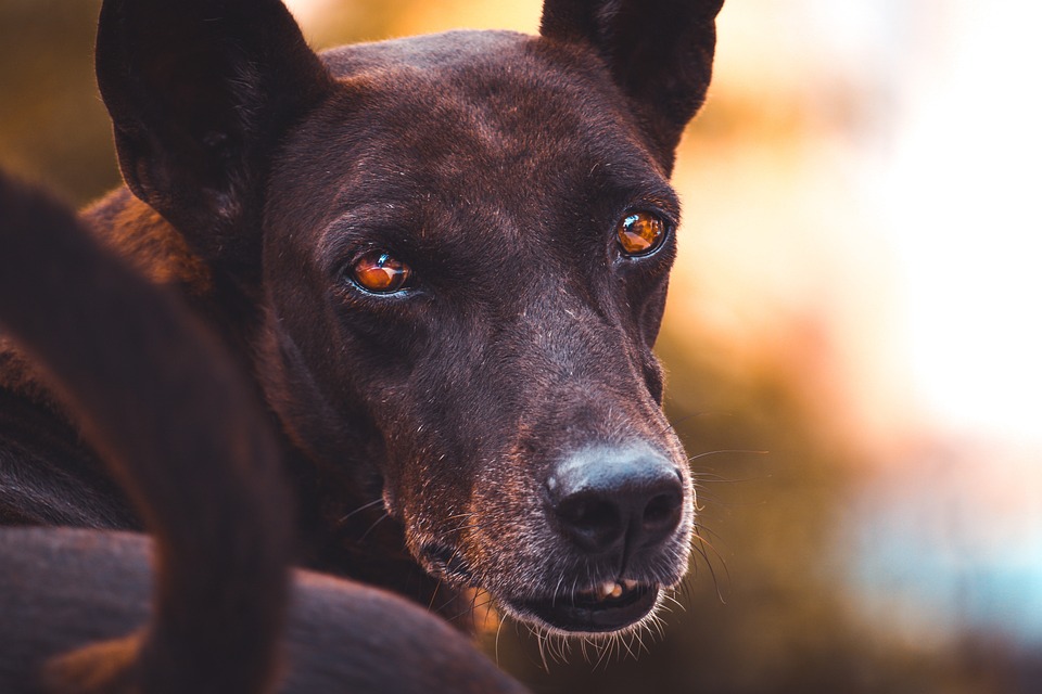 Affido temporaneo cane