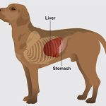 epatopatia nel cane causata da accumulo di rame