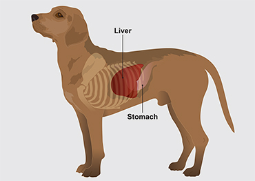epatopatia nel cane causata da accumulo di rame