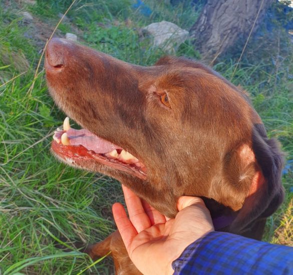 Ciccio, il cane Guerriero