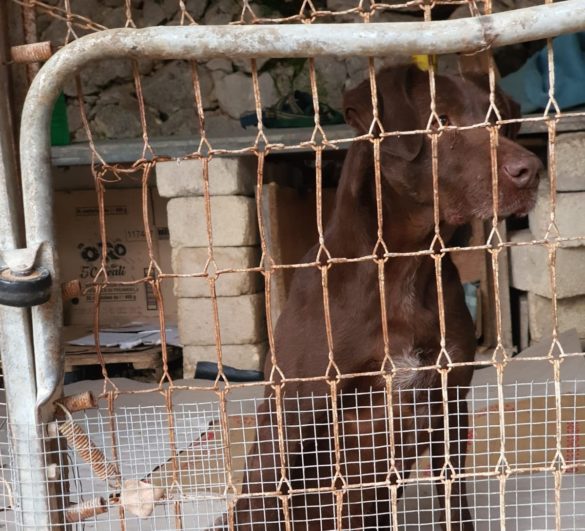 Ciccio, il cane Guerriero