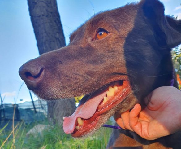 Ciccio, il cane Guerriero