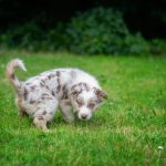 cane fa pipì sul prato, come pulire