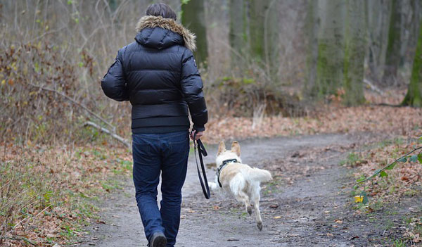 cane senza guinzaglio