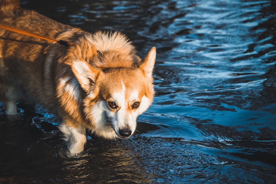 cane intossicazione da acqua
