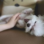 massaggio al cane