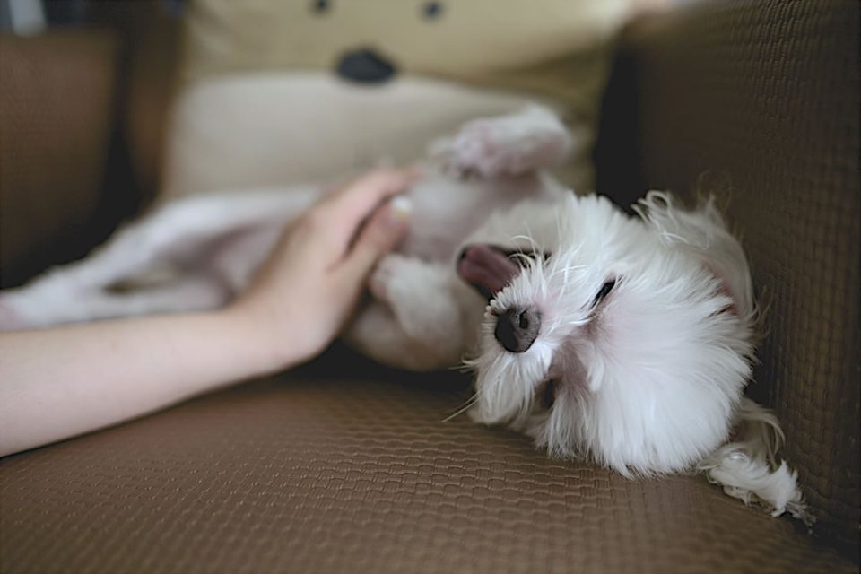 massaggio al cane
