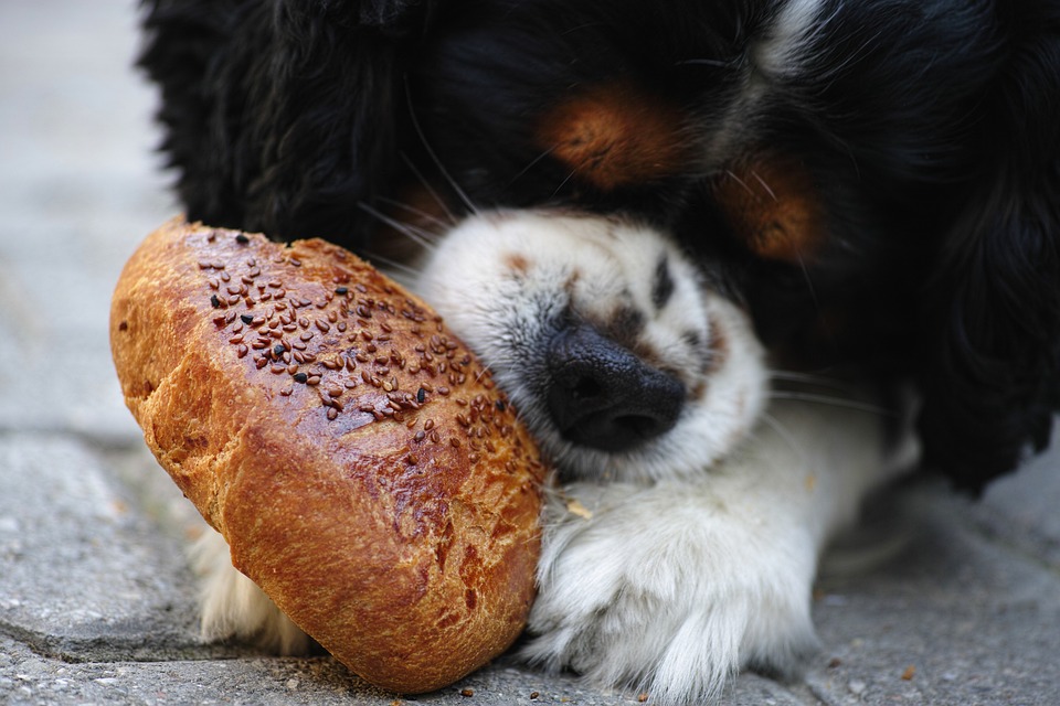 polifagia nel cane