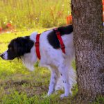 perche i cani alzano la zampa per fare pipi