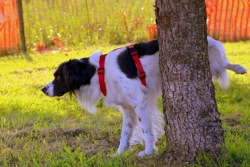 perche i cani alzano la zampa per fare pipi