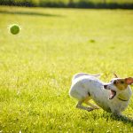 flyball