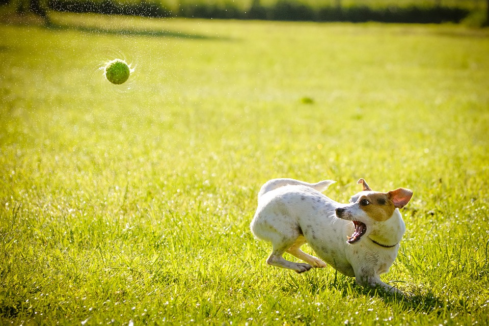 flyball