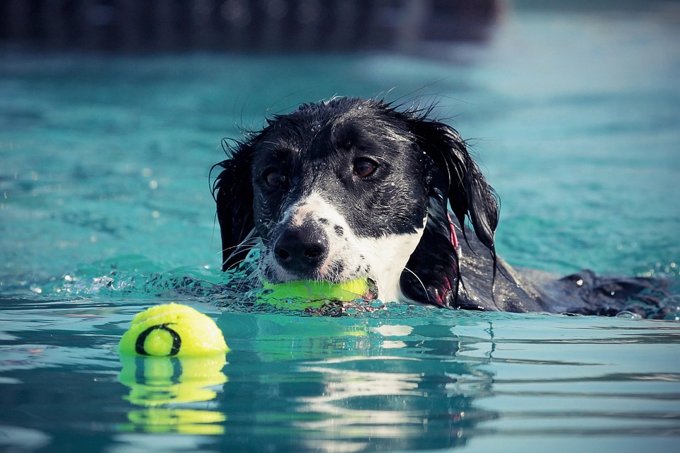 sport per cani